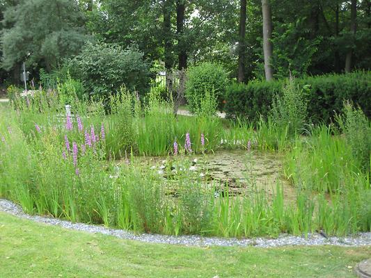 Kneipp Traditionshaus - Kurpark - Biotop