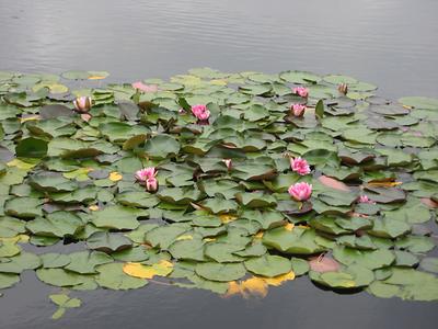 Botanica Meditationsgarten