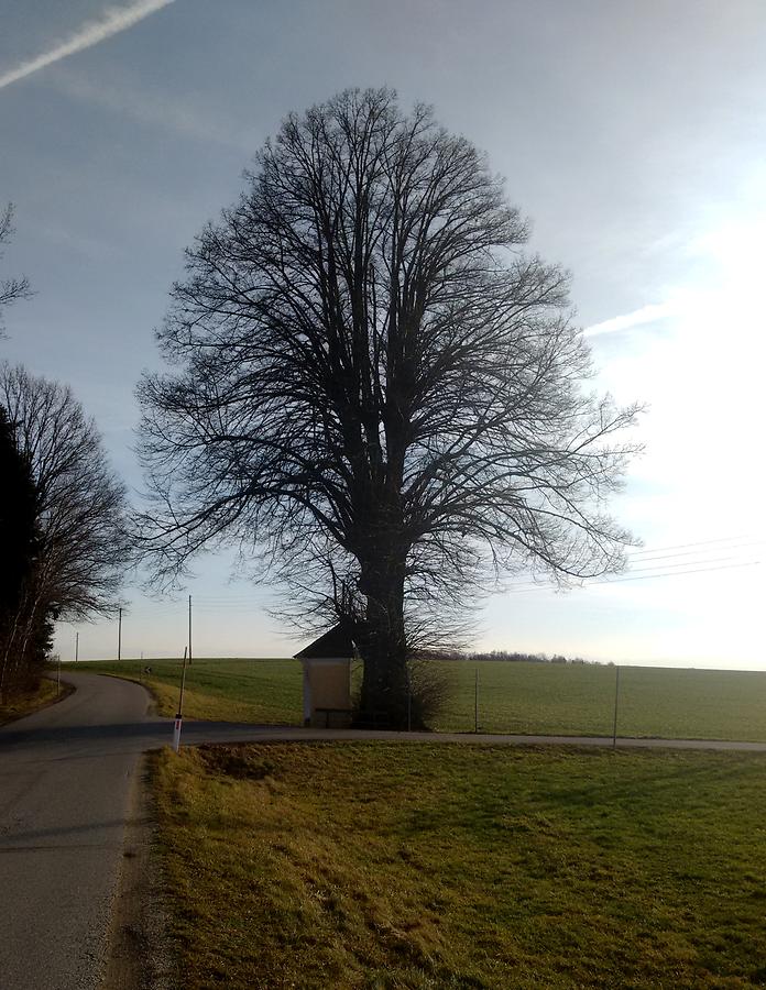Eschenau im Hausruckkreis - Sommerlinde