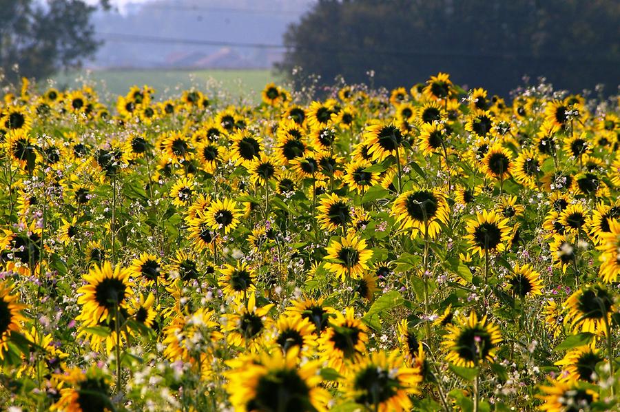 Sonnenblumenfeld in Franking, Aus: WikiCommons 