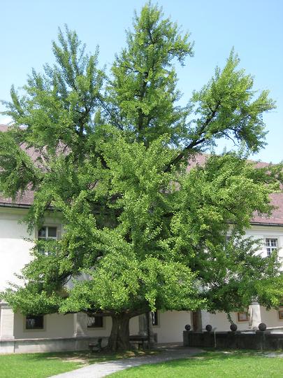 Gingko-Baum