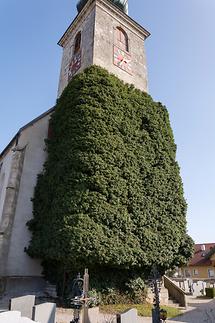 Efeustock am Krichturm