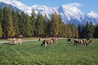 Blick über das Mieminger Plateau