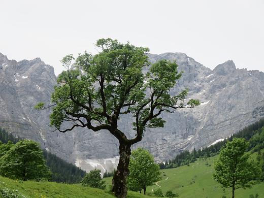 Großer Ahornboden