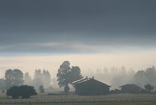 Morgennebel