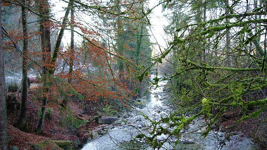 Mühltobel(bach) in Röthis