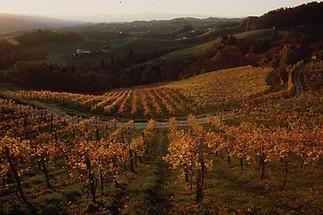 Weinlandschaft im Sausal