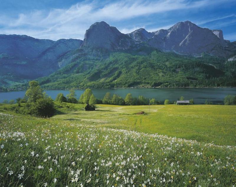 Blühende Narzissenwiese, Blick auf Totes Gebirge, © Österreich Werbung, Fotograf: Popp G.