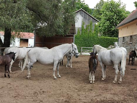 Piber - Lipizzaner