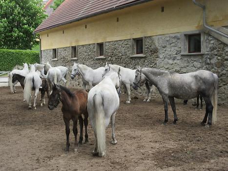 Piber - Lipizzaner