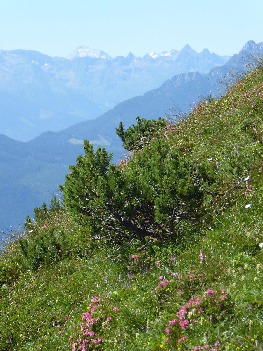 Dachstein im Hintergrund