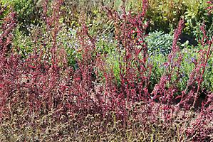 Rotblättrige Gartenmelde