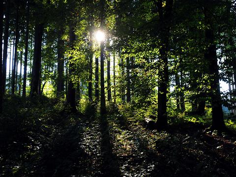 Zumeist in weit entfernten Waldgebieten sammelten die Ameisler anonym die Ameisenpuppen ein