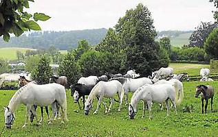 Lipizzaner heute in Piber