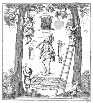 Waldzeidlerei aus Adam Schirachs Buch 'Wald-Bienenzucht' von 1774