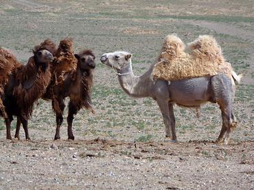 370.000 zweihöckerige Trampeltiere wandern in der Mongolei; im Frühling erfolgt ein mitunter abrupter Fellwechsel zur Anpassung an die Temperatur der Jahreszeit