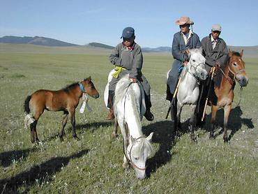 Kleinschlägige, robuste Pferde sind das Verkehrsmittel der asiatischen Steppen, in der Mongolei derzeit 3,4 Millionen; die Milch der Stuten wird zum Nationalgetränk 'Ayrag' vergoren, das den Nomaden als Vitaminquelle dient