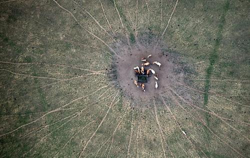 Ursachen und Folgen des Klimawandels: Kühe auf einer ausgetrockneten Weide in Norddeutschland