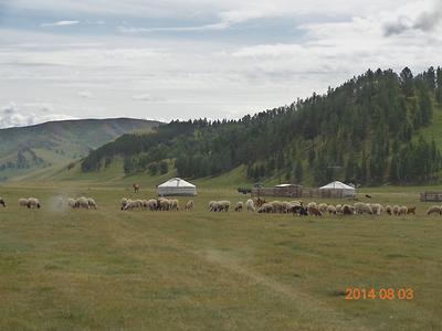 Gras- und Waldsteppenregion der Nordmongolei, 1200 bis 2000 m Seehöhe, bis zu 450 mm Jahresniederschlag