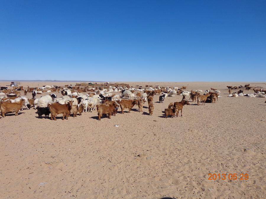 Ende der Winterweide in der Südmongolei nahe der chinesischen Grenze
