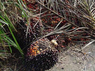 Die Frucht der Ölpalme