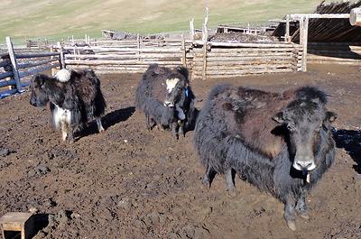 Das nur 250 bis 300 kg schwere Yak ist an Hochlagen und Klimaextreme hervorragend angepasst und stellt in den Nord- und Westbezirken der Mongolei 40-70% des Rinderbestandes.