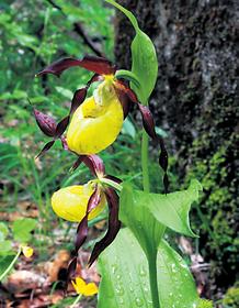 Der Gelbe Frauenschuh, eine wildwachsende Orchideenart unter strengstem Schutz