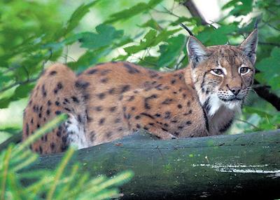 Zu Jahresbeginn wurde in einer „Fotofalle“ des Wildnisgebiets Dürrenstein ein Luchs dokumentiert, der sich den ganzen Winter dort aufgehalten haben dürfte