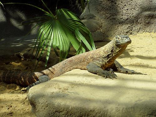 Varanus komodoensis