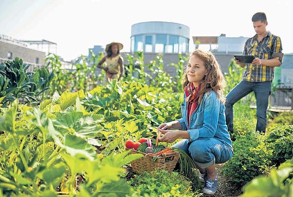 Dachgarten: Stadtbewohner ernten Gemüse für sich und andere Hausbewohner