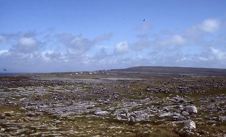 Scarce vegetation