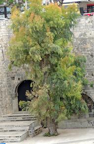 Die Stadtmauer ist östlich des Zentrum erhalten