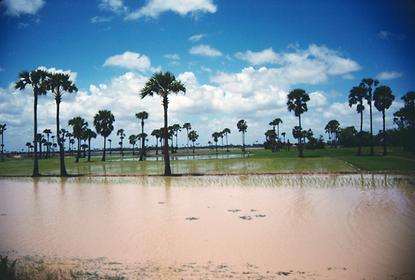Reisfelder entlang der Straße nach Vietnam.