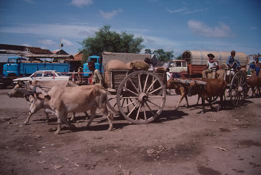 1990 gab es noch sehr viele Ochsenwagen auf den Straßen Kambodschas.