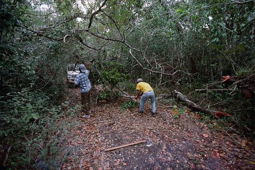 The Martinez brothers working with machete, hatchet and chainsaw to remove two transverse trees from the roadway.