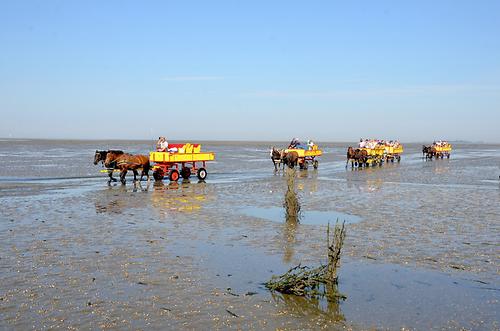 Typische Nordseelandschaft, Nationalpark Hamburgisches Wattenmeer, Wattenkutscher.