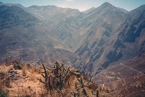 Landscape with terraced fields, cactuses in the foreground.