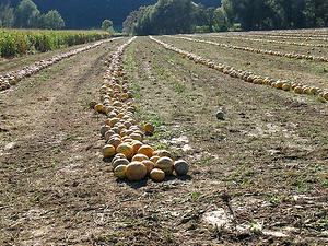 Glücksfall für die arme Gegend: Eine zufällige Mutation schuf in der Oststeiermark Kürbiskerne, aus denen das schmackhafte Öl gwonnen wird. (Foto: Martin Krusche)