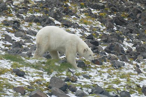 Eisbär auf Franz-Josef-Land auf der Suche nach dem spärlicher werdenden Futter