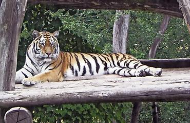 Schönbrunner Tiger