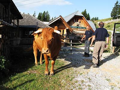 Rares Vergnügen: Die alten Routiniers fahren auf dem Schöckl mit der nötigen Zurückhaltung. – (Foto: Martin Krusche)