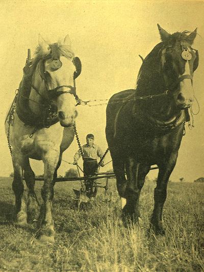 Ländliche Idylle für die städtische Leserschaft. Ein Einschariger Pflug im Magazin „Mocca“ (aus dem Jahr 1934): „Segen der Erde“, auch wenn dieser noch längst nicht in Sicht ist – (Foto: H. Moschitz, Public Domain)