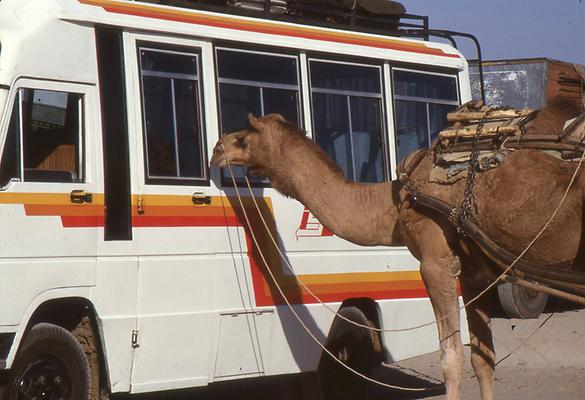 Auto mit Kamel
