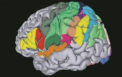 Karte des menschlichen Gehirns