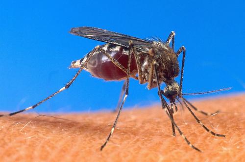Die von Moskitos übertragene Malaria ist eine der größten medizinischen Herausforderungen der Gegenwart. Nun ist ein entscheidender Schritt im Kampf gegen die Krankheit gelungen