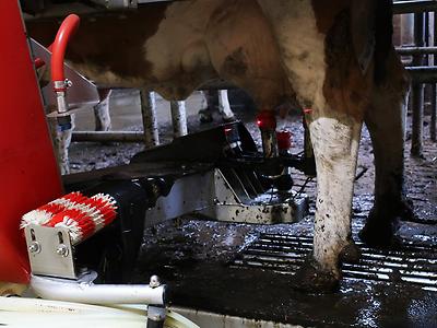 Die Melkbecher werden angesetzt. – (Foto: Martin Krusche)