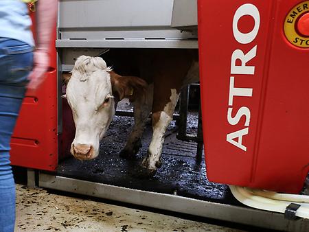 Beim Melkroboter werden die Kühe von der Maschine abgewiesen, wenn sie zu früh wieder kommen, um vom Futter zu naschen – (Foto: Martin Krusche)