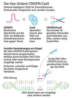 Grafik zur Genschere Crispr/Cas9, Grafik: © APA