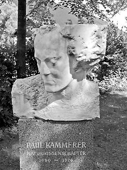 Büste Paul Kammerer