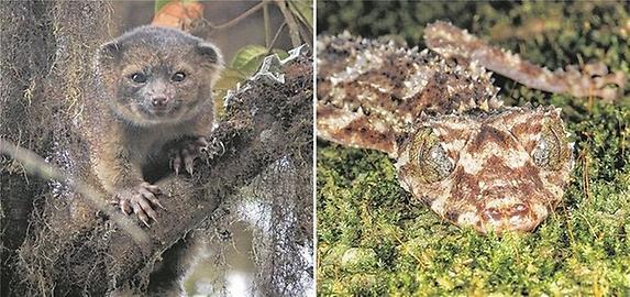 Kleinbär und ein Gecko zählen zu den Top Ten der neu entdeckten Arten